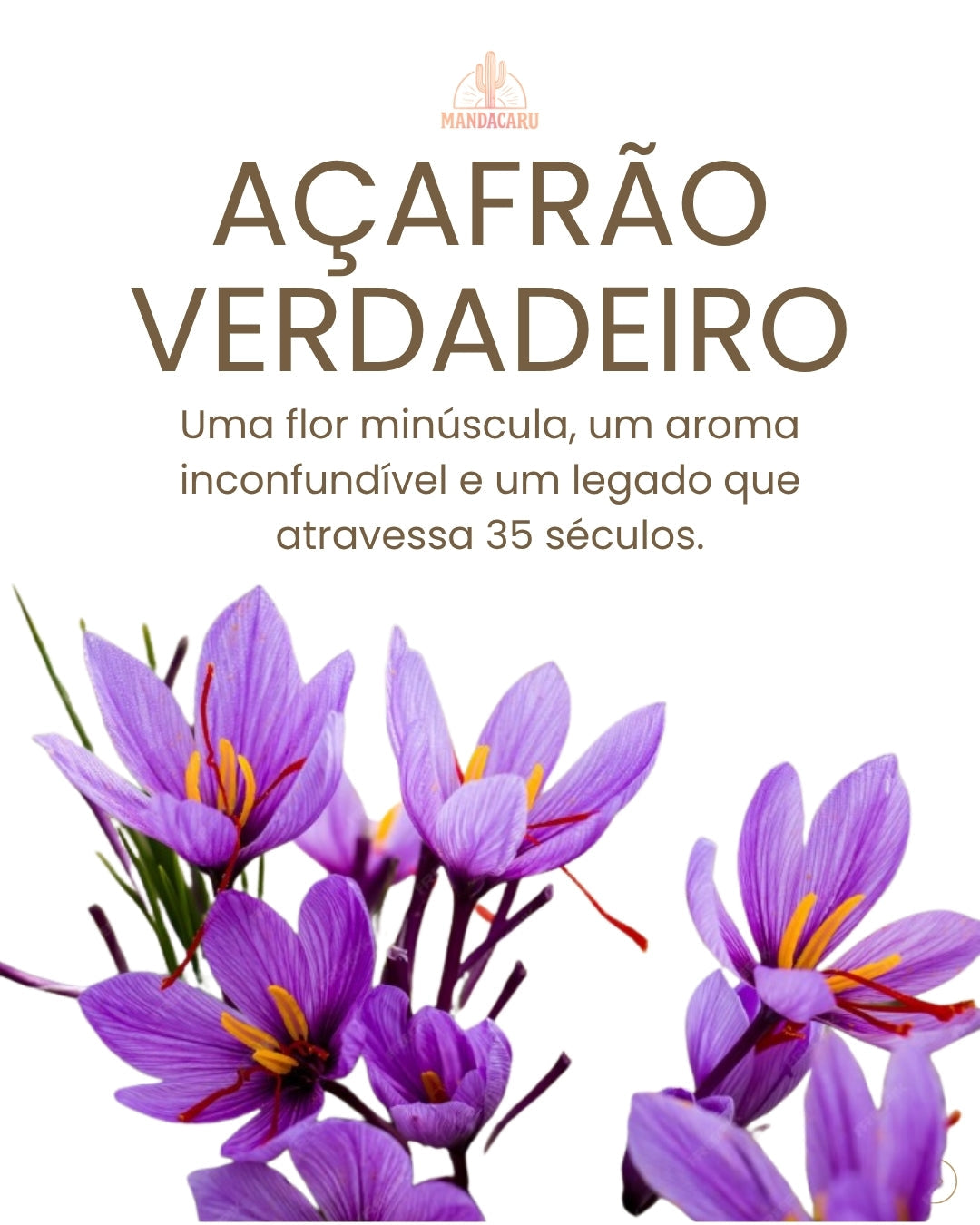 Açafrão Verdadeiro Crocus Sativus: O Ouro Vermelho da Pérsia